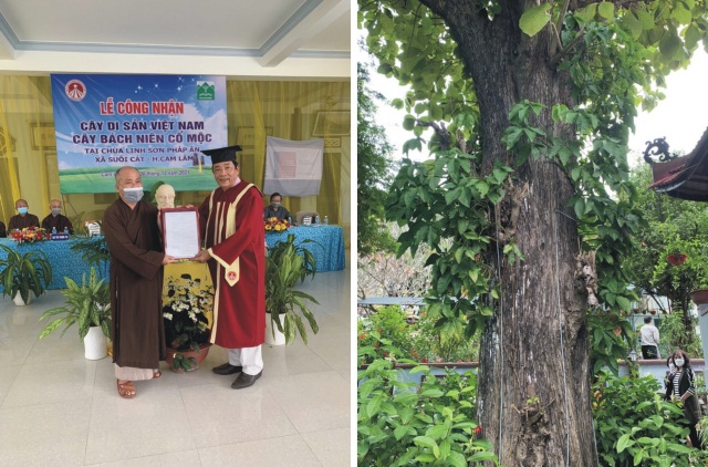 Trao bằng công nhận cây di sản tại chùa Linh Sơn Pháp Ấn